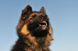 chiot berger allemand en colère chiot berger allemand en colère