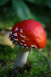 Fly-agaric