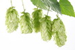 branch of hops on a white background branch of hops on a white background
