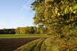 am herbstlichen Waldrand