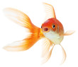 gold fish isolated on white gold fish isolated on white