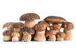 Foto: Boletus Edulis mushrooms - Funghi porcini Boletus Edulis mushrooms - Funghi porcini