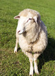 Sheep Sheep
