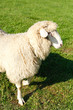 Sheep on green grass Sheep on green grass