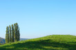 Pappeln - Poplars
