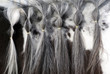 Mane of horse