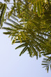 Fern foliage against a blue sky