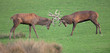 cerf combat brame bois cor mâle dominant rivalité