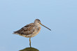 Sandpiper in still water