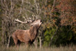 cerf brame cervidé bois forêt cri roi reproduction combat riva