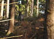 Damhirsch im Wald