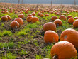 Photo: Halloween Pumpkin field background image Halloween Pumpkin field background image