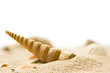 Muschel am Strand