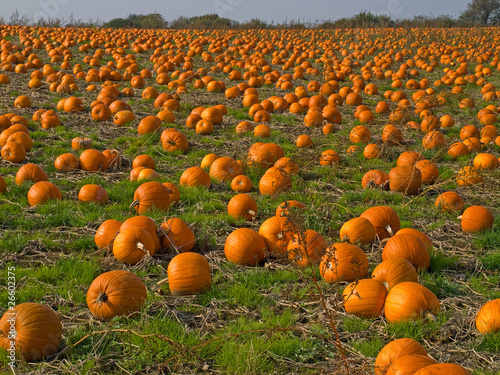 Photo: Halloween Pumpkin field background image Halloween Pumpkin field background image