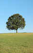 one tree