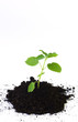 Photo: Young fresh sprout Young fresh sprout