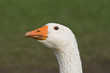Kopf einer Gans