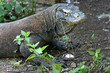 Komodo dragon – only in Indonesia Komodo dragon – only in Indonesia