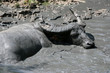 Waterbufallo in Flores island, Indonesia