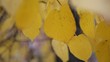 Video: Autumn leaves Autumn leaves