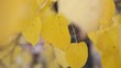 Video: Autumn leaves Autumn leaves