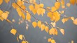 Video: Autumn background Autumn background