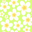 Seamless ornament whith tropical flower frangipani Seamless ornament whith tropical flower frangipani