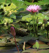 nénuphar rose