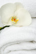 orchidea bianca su telo bagno