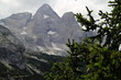 Pine tree and Vernel summit,Canazei
