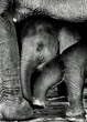 Relationship Calf and Mom,Thai Elephant, Thailand