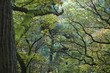 wald