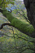 wald