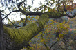 wald