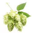 branch of hops on a white background branch of hops on a white background