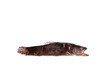Photo: Raubfisch Raubfisch
