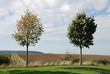 Foto: Herbstimpressionen Herbstimpressionen