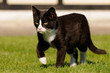 Laufende schwarze Katze