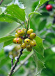 Yellow holly berries