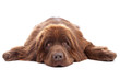 Brown newfoundland dog isolated on white background