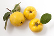 Fresh yellow quinces