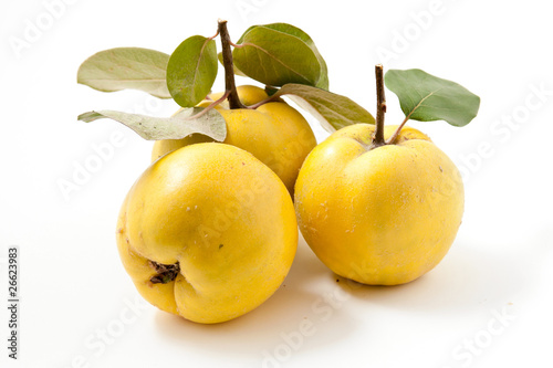 Photo: Fresh yellow quinces Fresh yellow quinces
