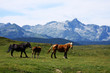 Caballos en el Pla de Beret