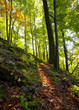 Autumn sunny day in mountain Carpathian forest