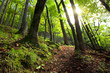 Autumn sunny day in mountain Carpathian forest