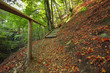 Pathway wooden stairs in summer green mountain forest