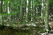 Beech Forest in Abruzzo, Italy