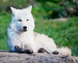 Young Arctic Wolf Lying Down on a Fall Day Young Arctic Wolf Lying Down on a Fall Day