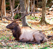 Elk Resting on a Fall Day