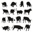 Bull shadows